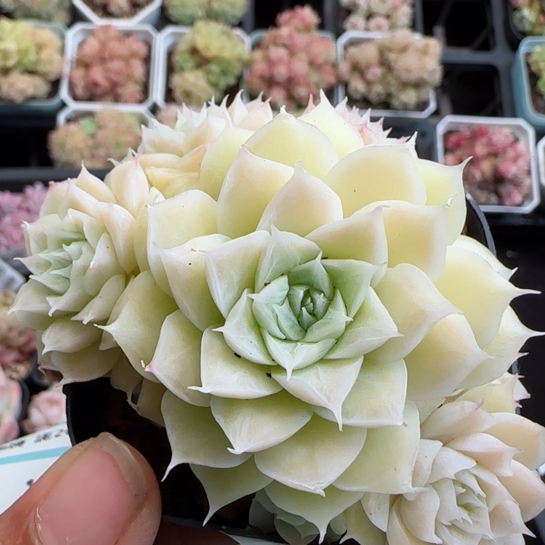 花语逸镜0126-421