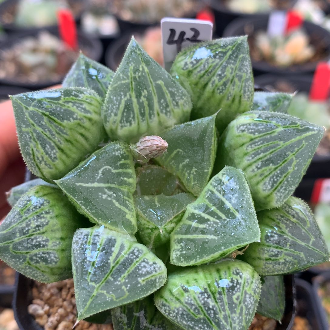 实生寿，带盆发货