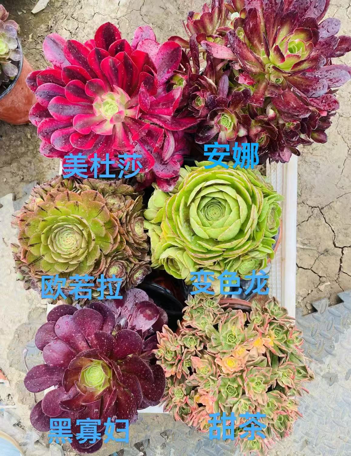 爆款福利组合6颗法师套餐组合好养懒人多肉植物叶展15厘米