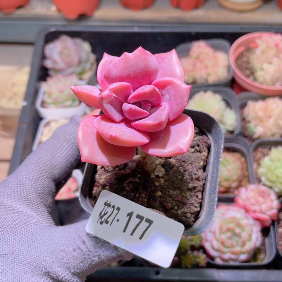 花利美27-177彩虹糖