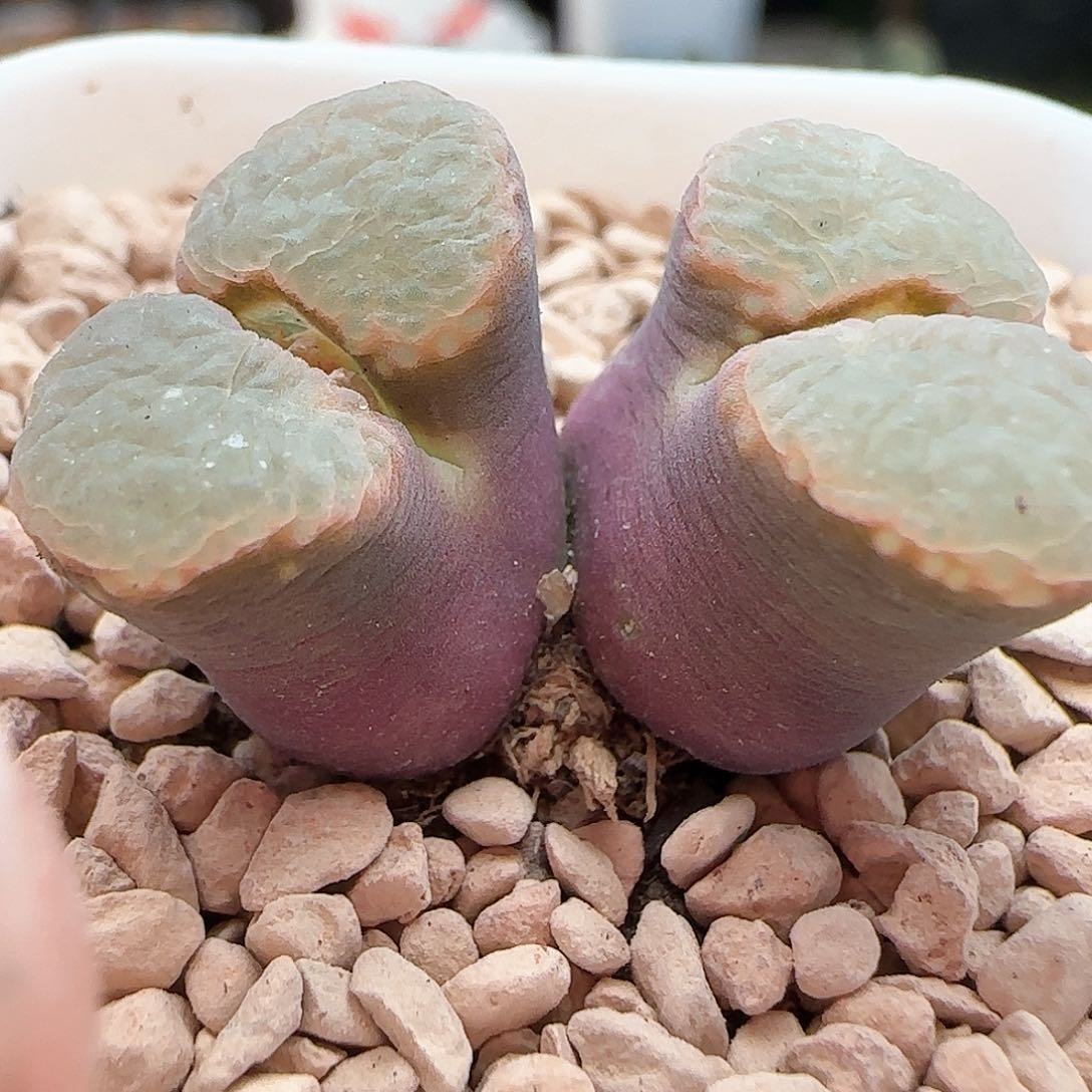 1.12.82/紫体白窗泡泡窗/多肉植物