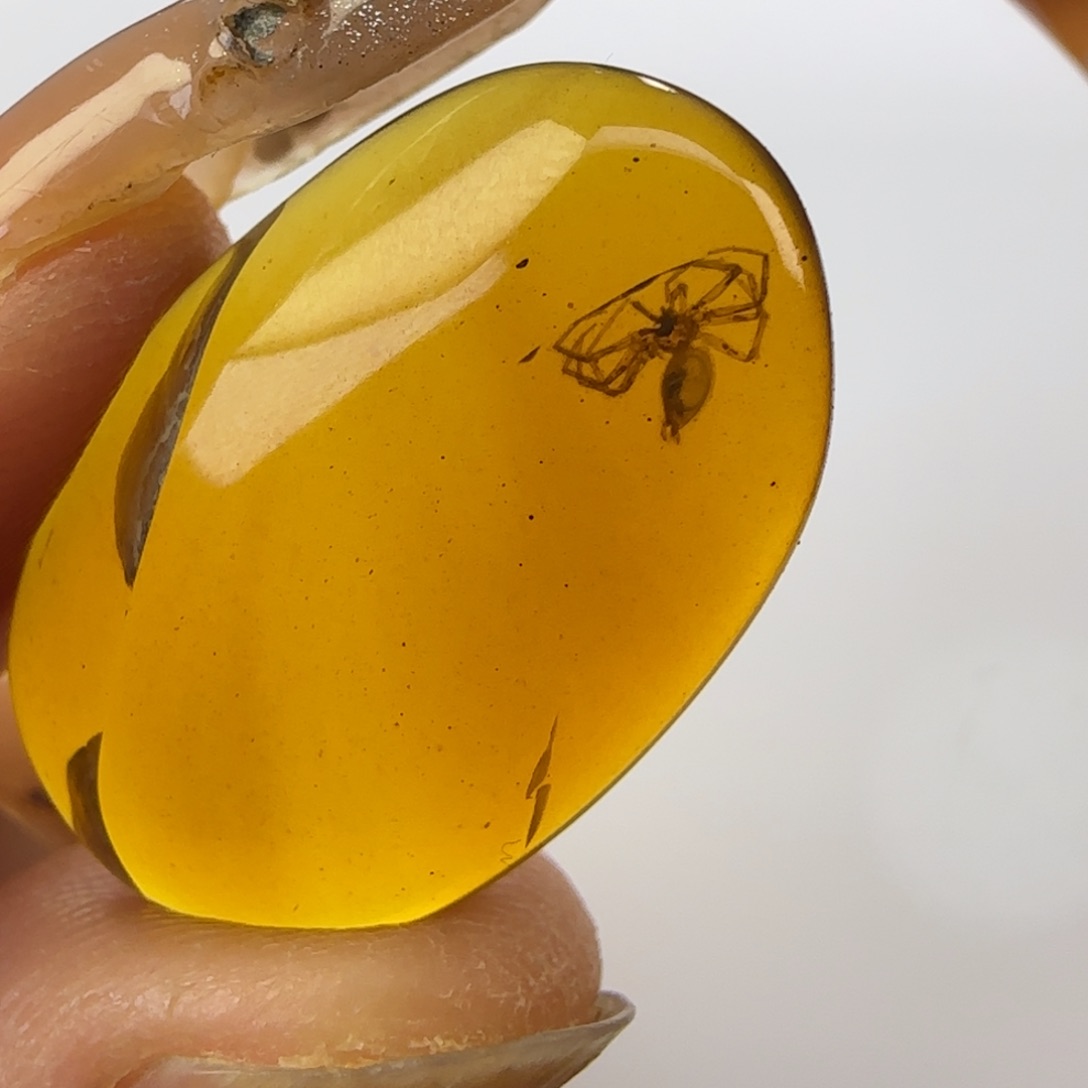 琥珀裸石未镶嵌蜘蛛
