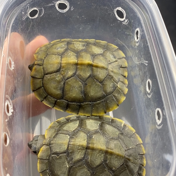 巴西彩龟母6666666