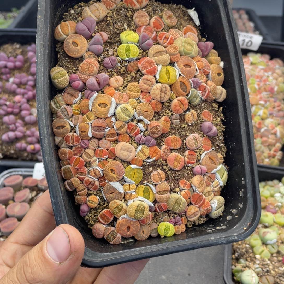 红陶小*物00000000000000000421