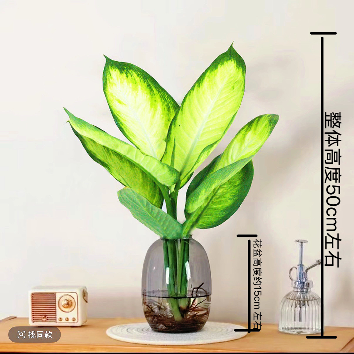 【大肚瓶水培玛丽安大苗】万年青办公室桌面耐阴清新好养大叶绿植