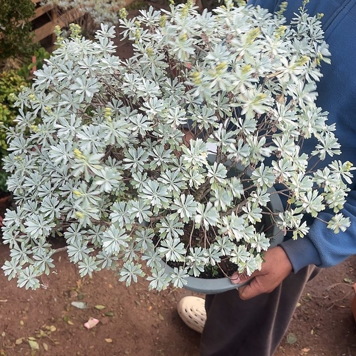 人***途无花朵带土球发货