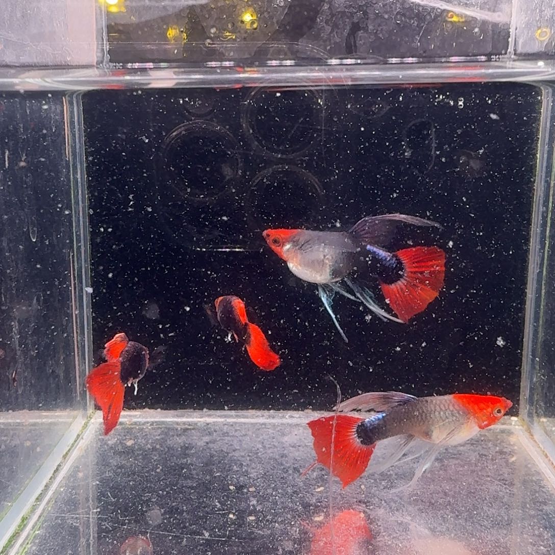 俊***杰海水鱼深海蓝缎带1对
