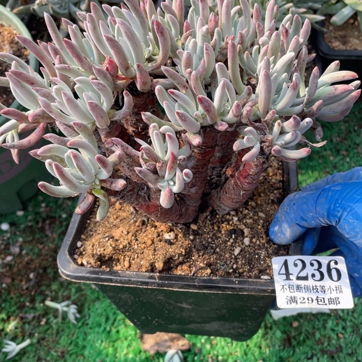 236号白鹭多肉植物