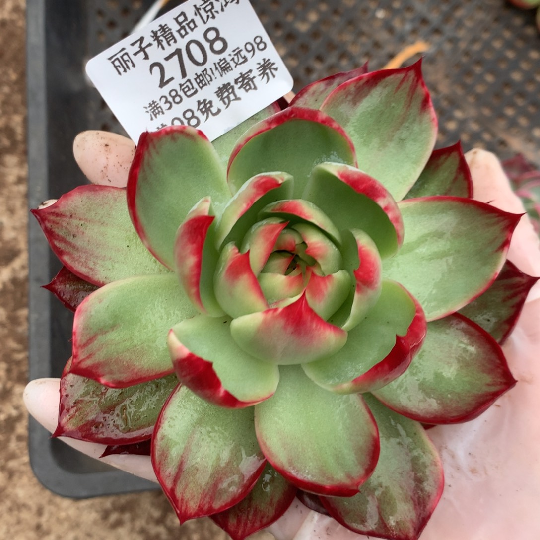 2708号多肉植物惊鸿