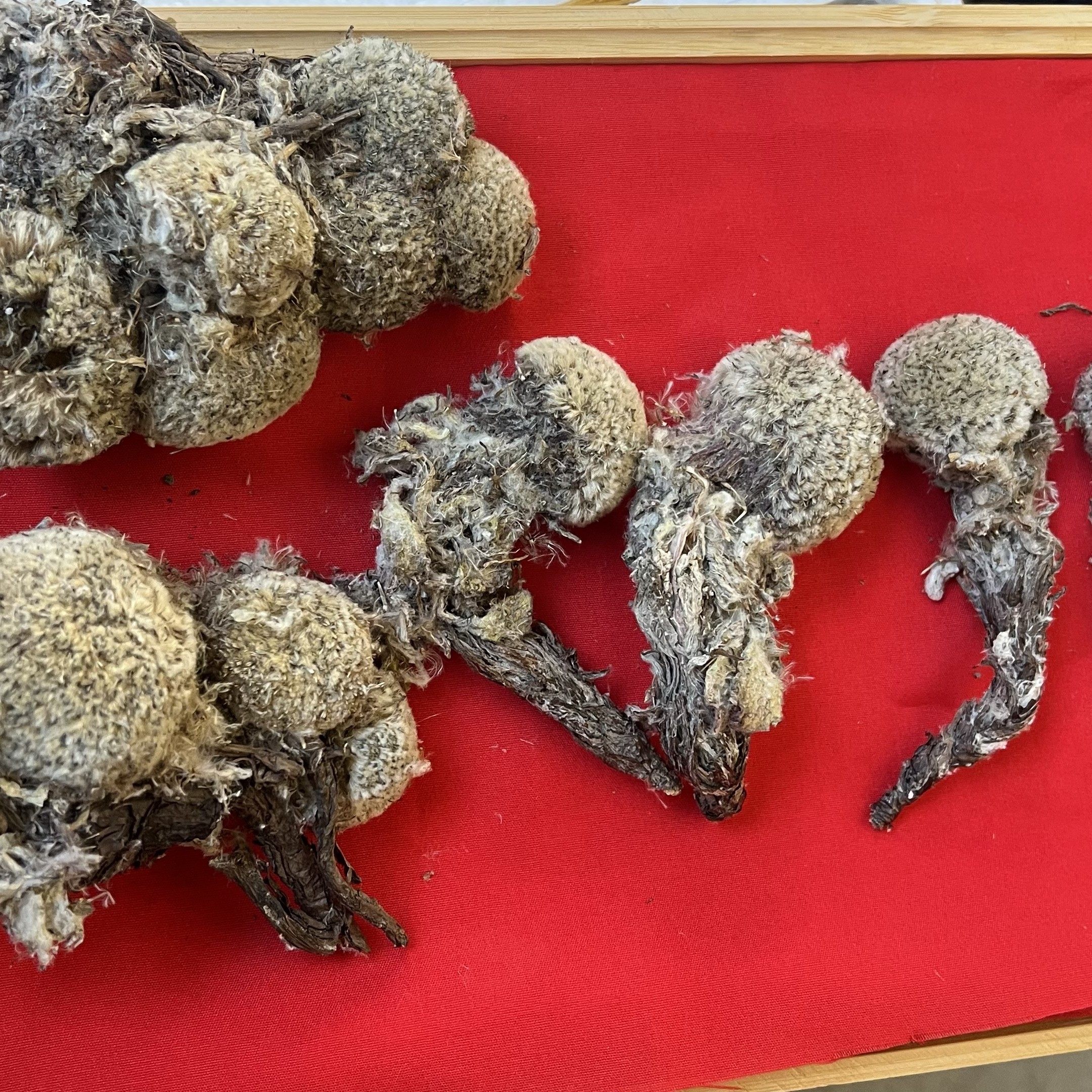 静姐现收山货雪【蓮】花农产品