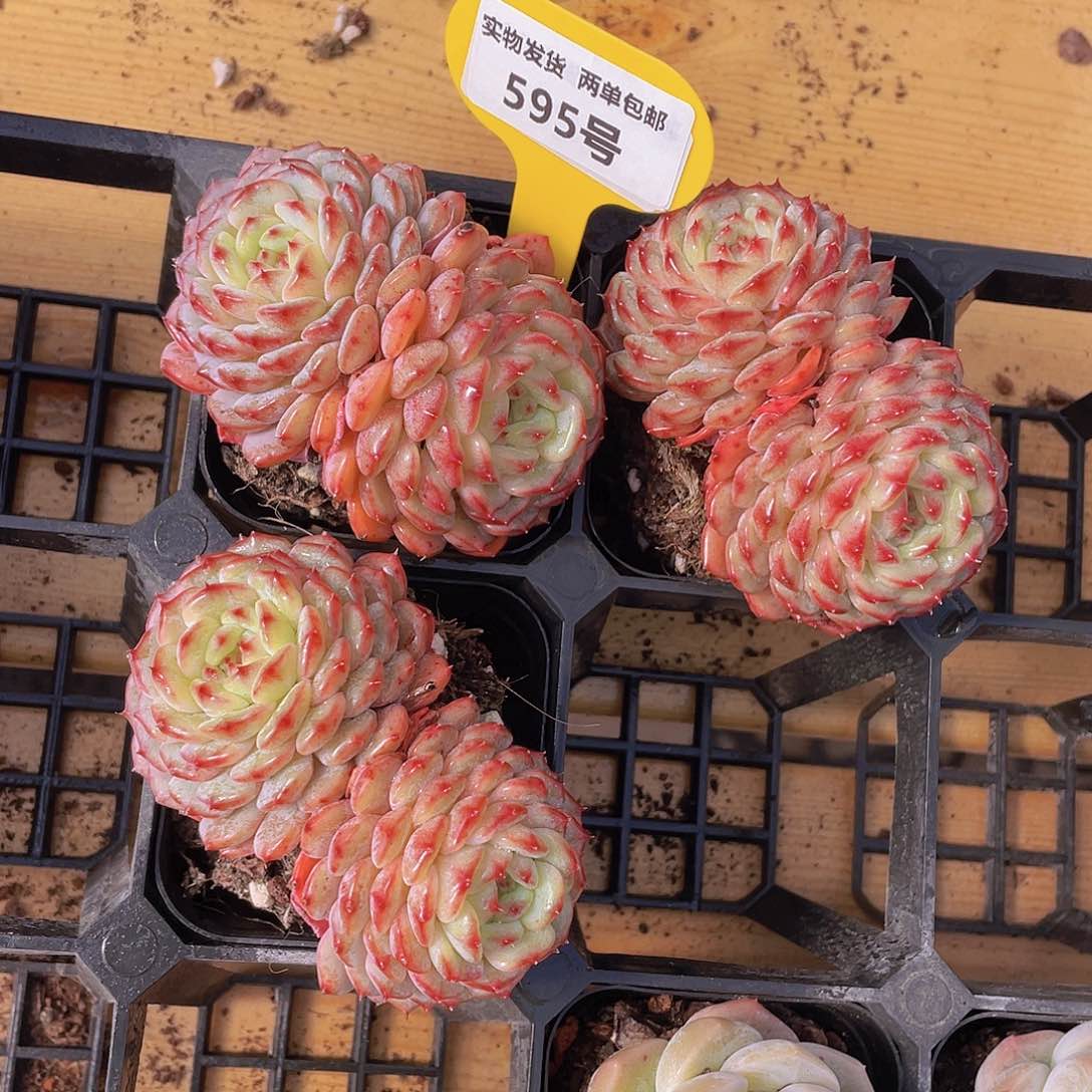 595号 白胖子多肉双头一个