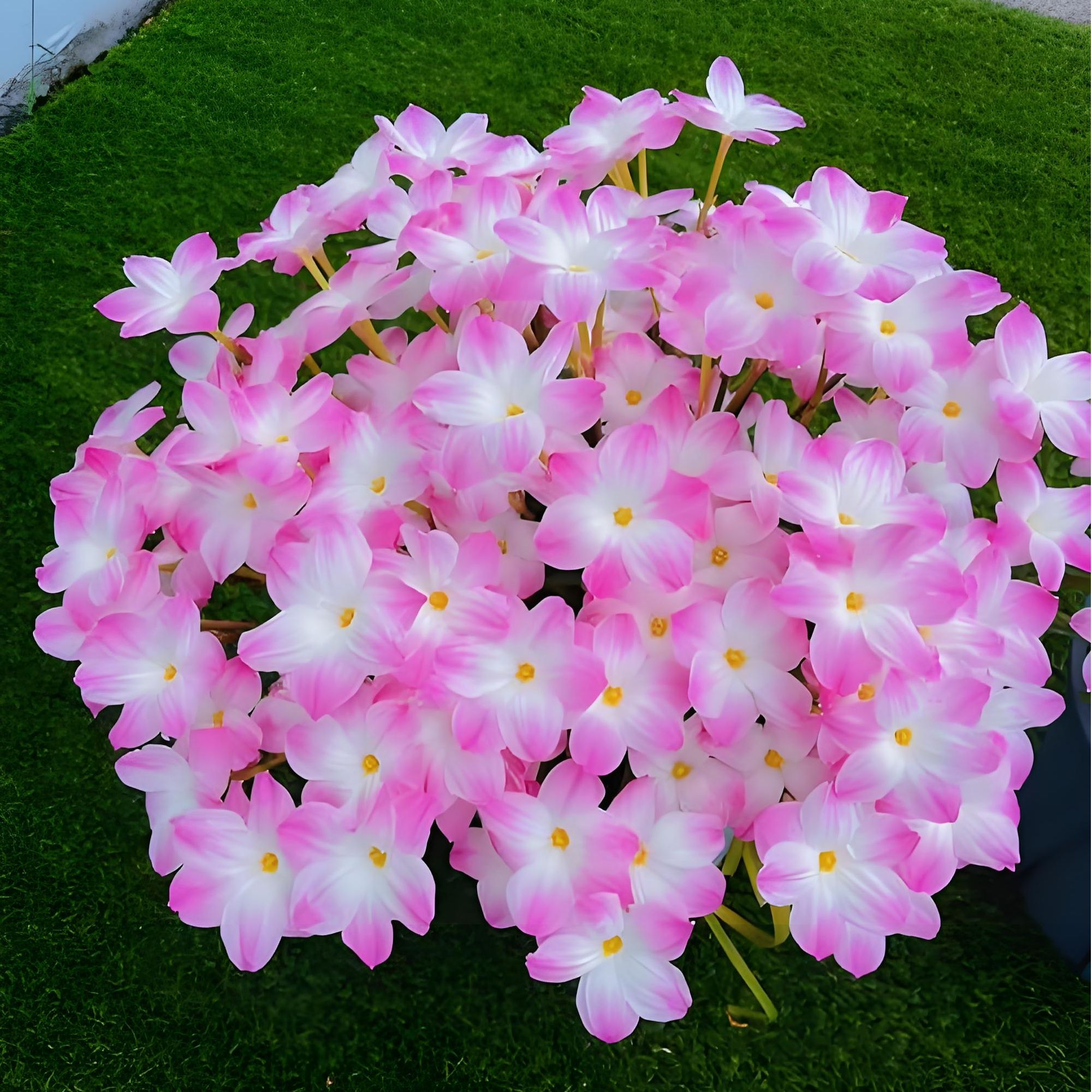 花语伴风雨种球胖丽丽韭莲雨百合阳台盆栽庭院地栽夏季开花境植物
