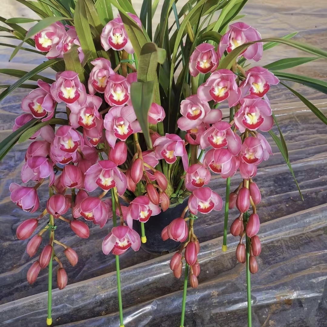 【旭日】大花蕙兰落地款，年宵花花期长好养