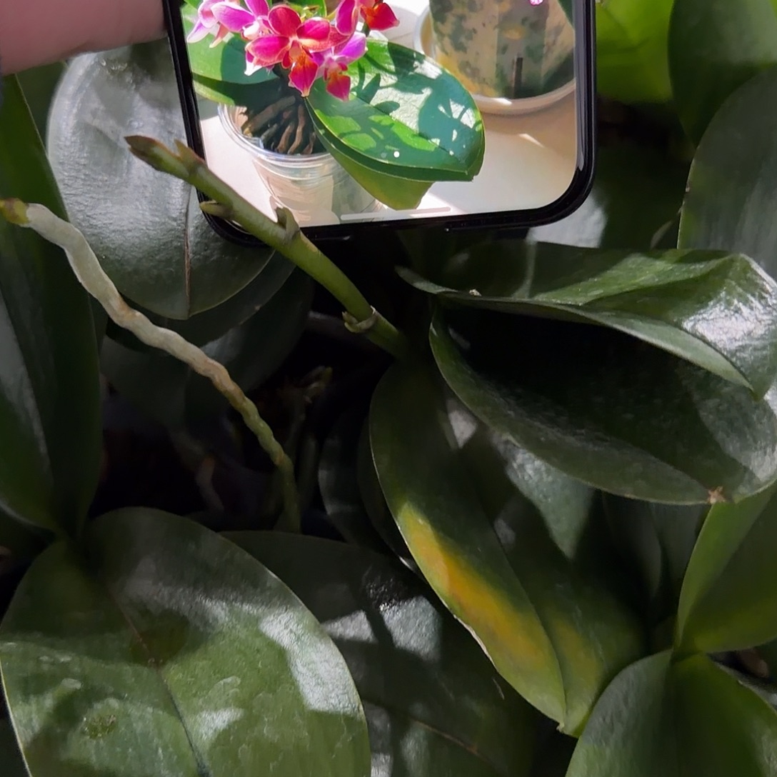 无花朵3.0双梗香多多