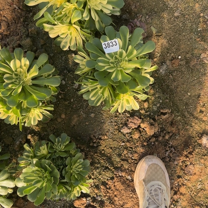 辛尼亚量拍清棚处理不包断枝