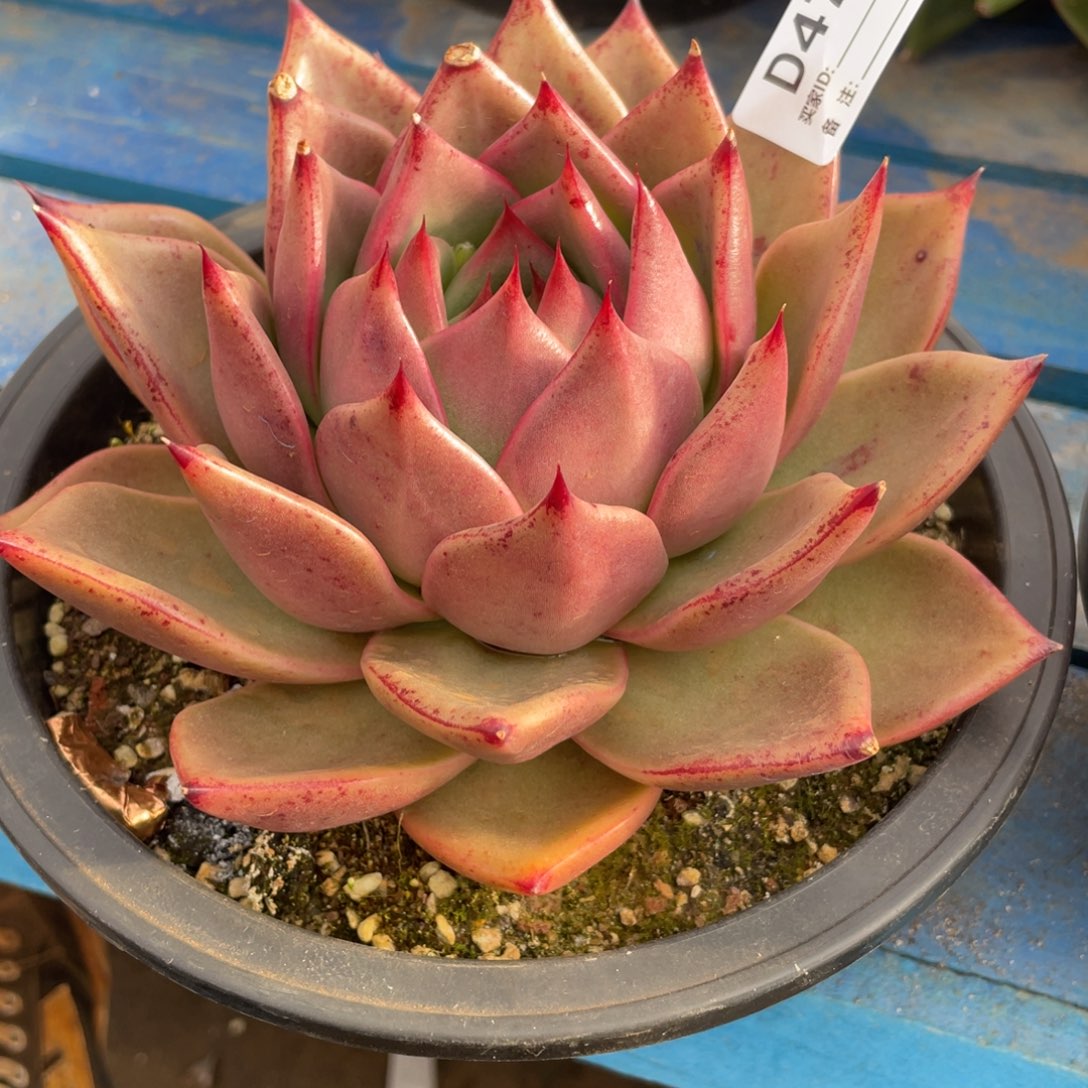 无花朵若如东云单拍D471