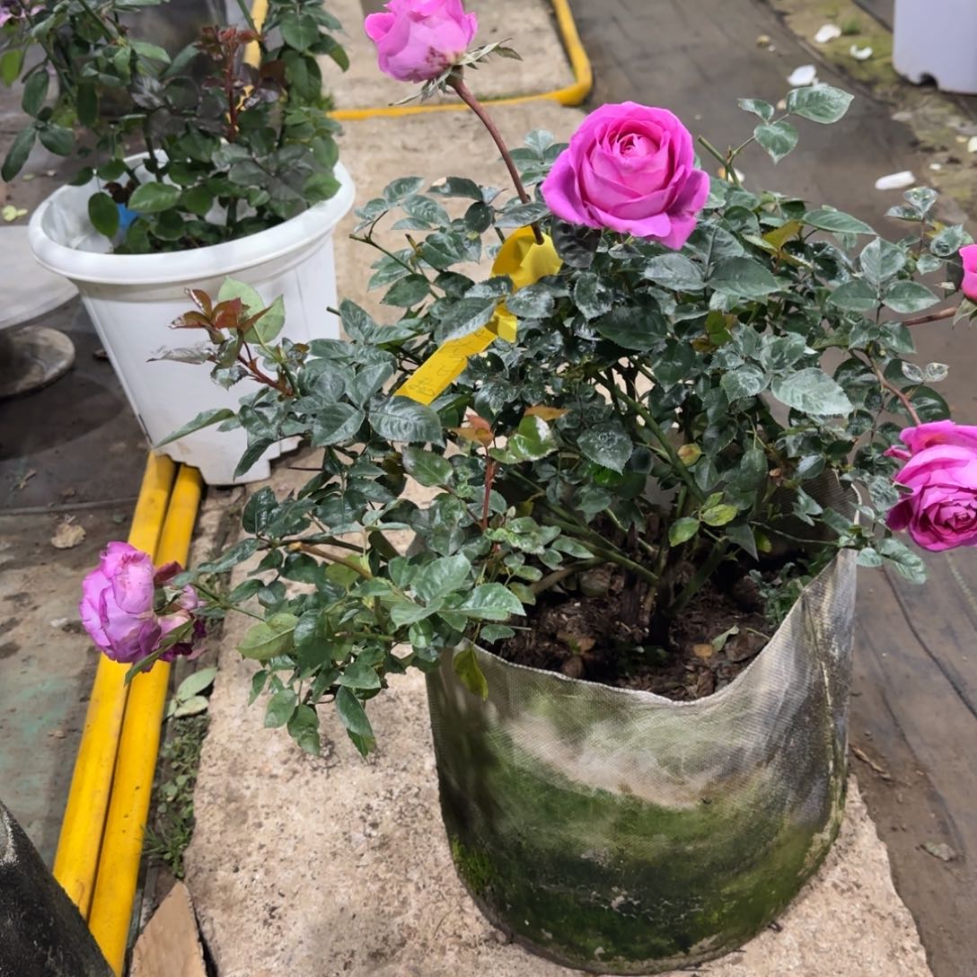 完全开放精品月季花