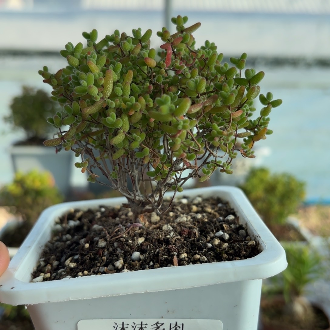 647蜜橘糖球开播福利