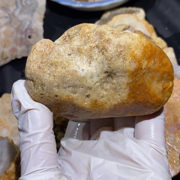 【闪购商品】未镶嵌珊瑚玉硅化玉