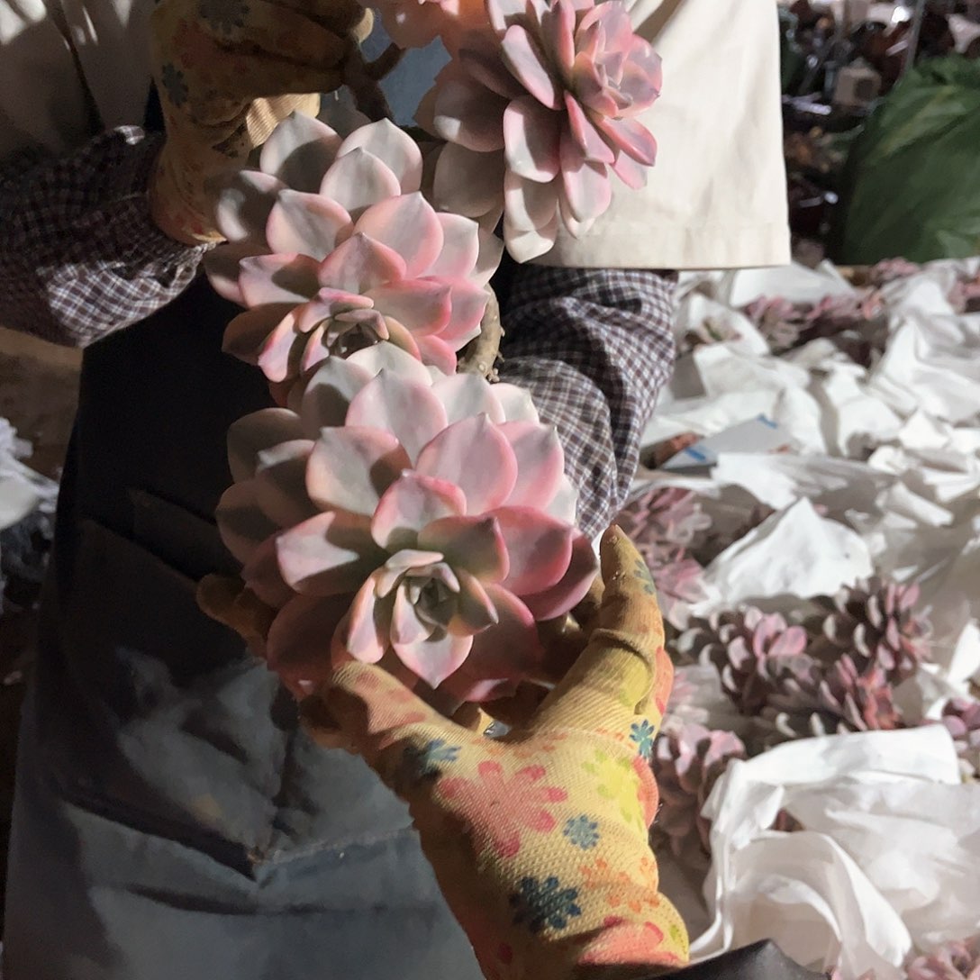 愚*鹤多肉植物紫乐景44