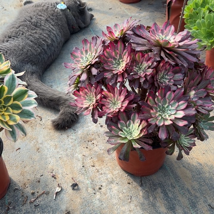 3多肉多肉多肉多肉多肉多肉