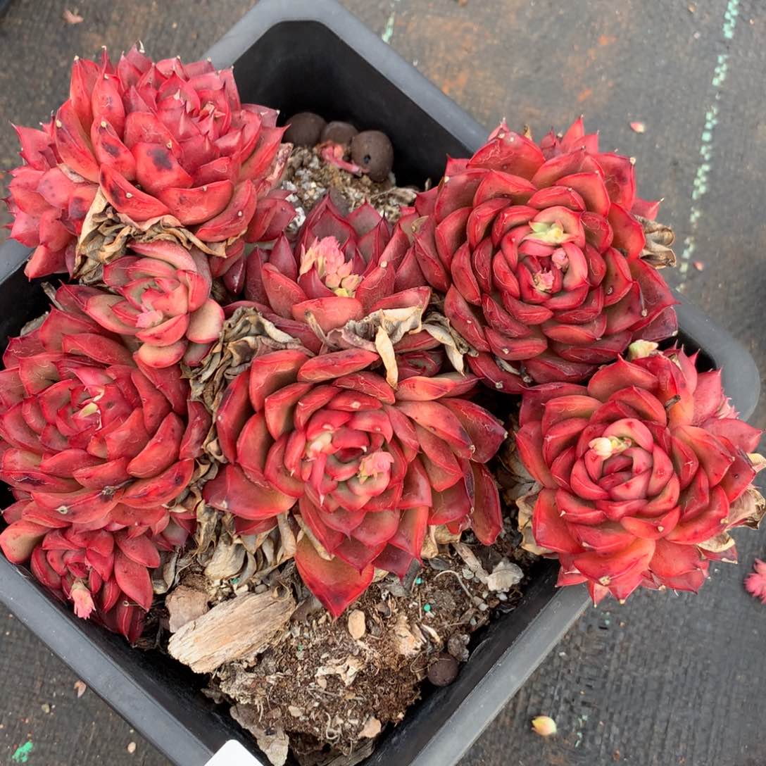 625杂交多肉老桩17冠