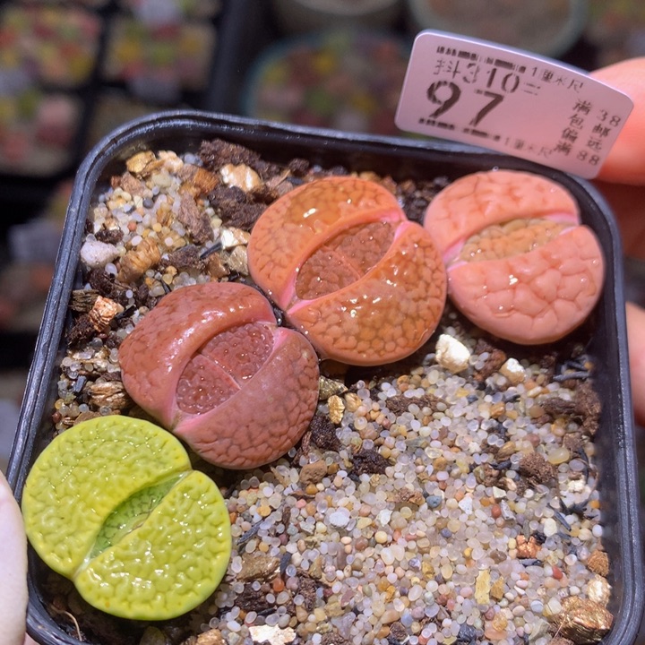 精品生石花310.97大