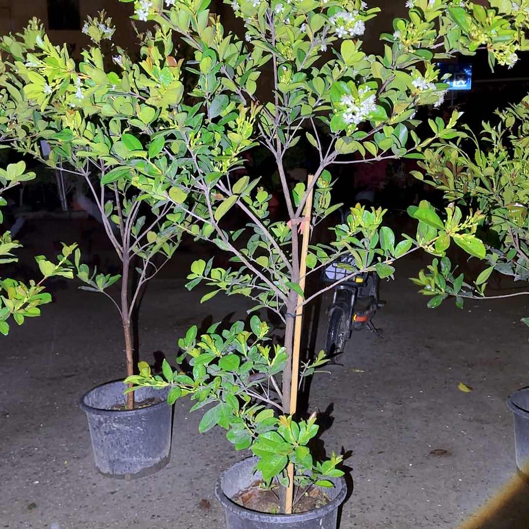 用****9果树11111111111