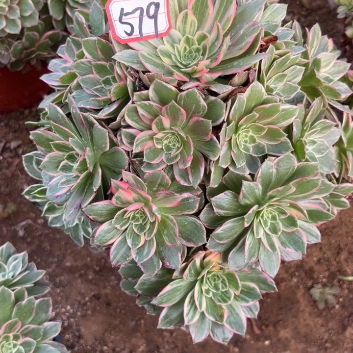 多肉植物579不售后