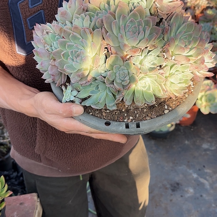 一物一拍多肉植物阿尔巴佳人37号