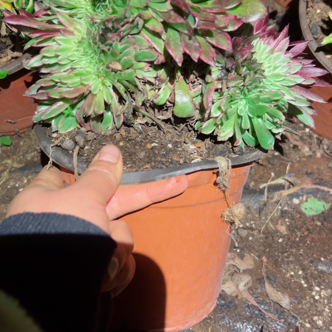 209 号多肉植物法师新年福利