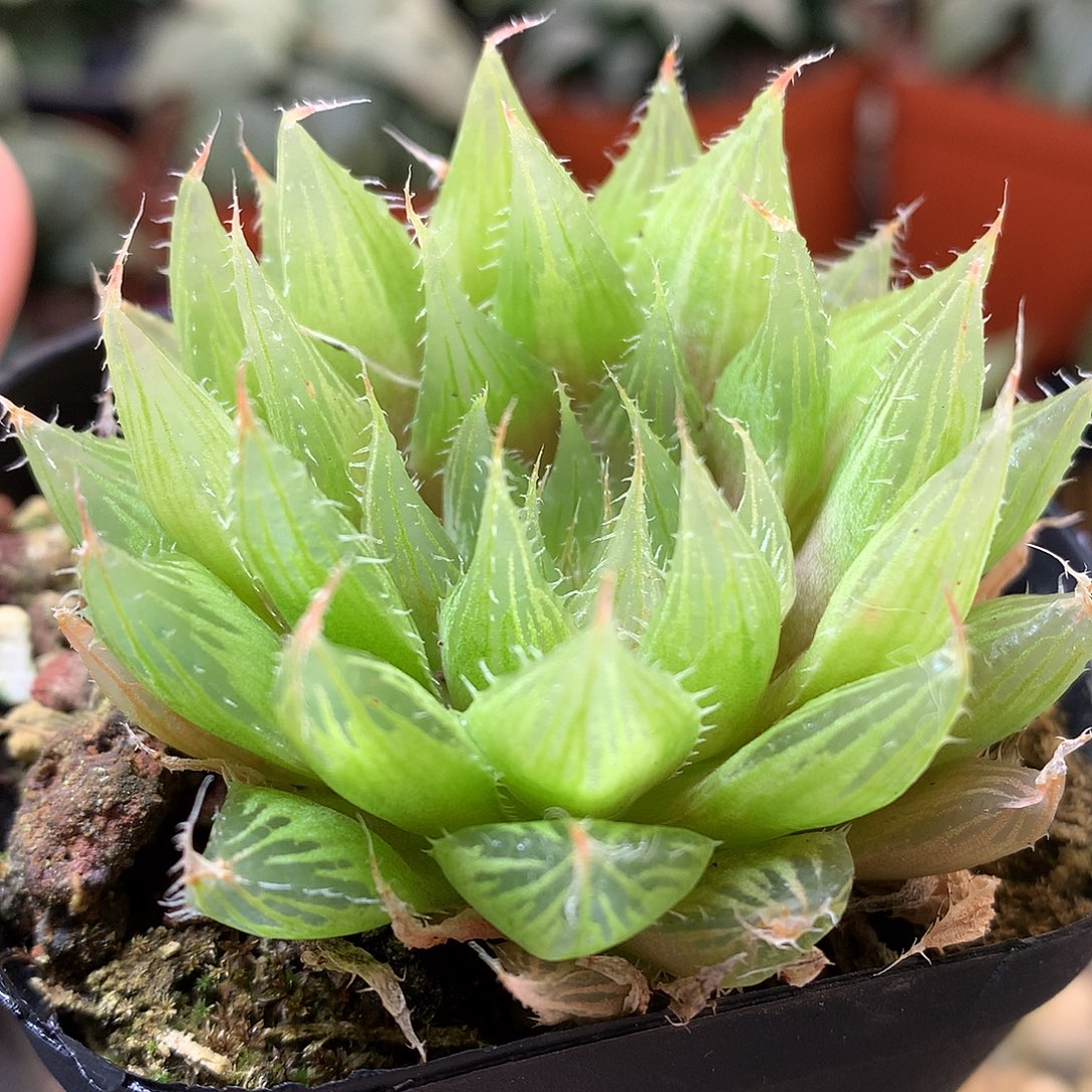 原始种玉露带盆土