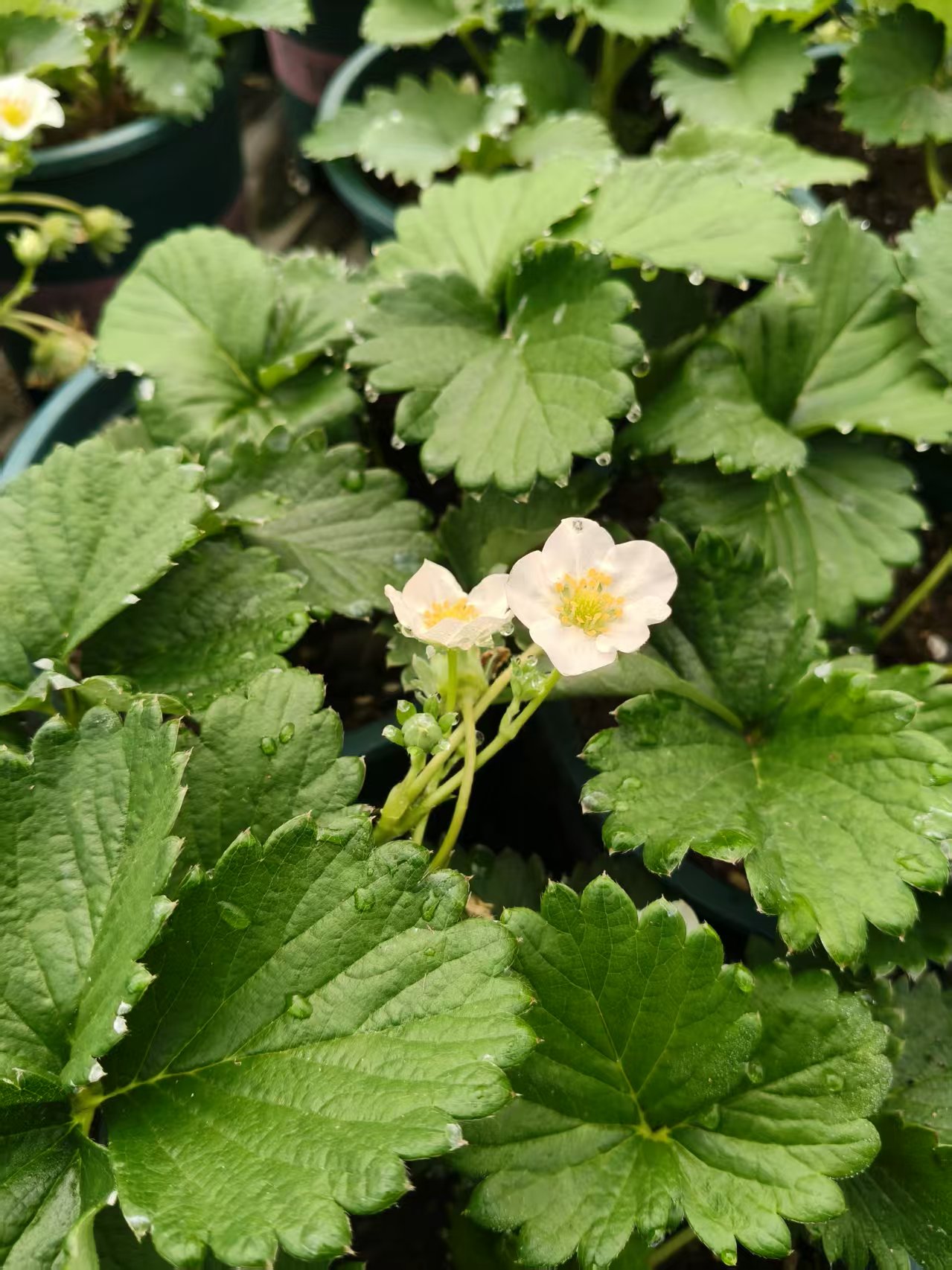 红草莓；草莓盆载，【原盆原土】