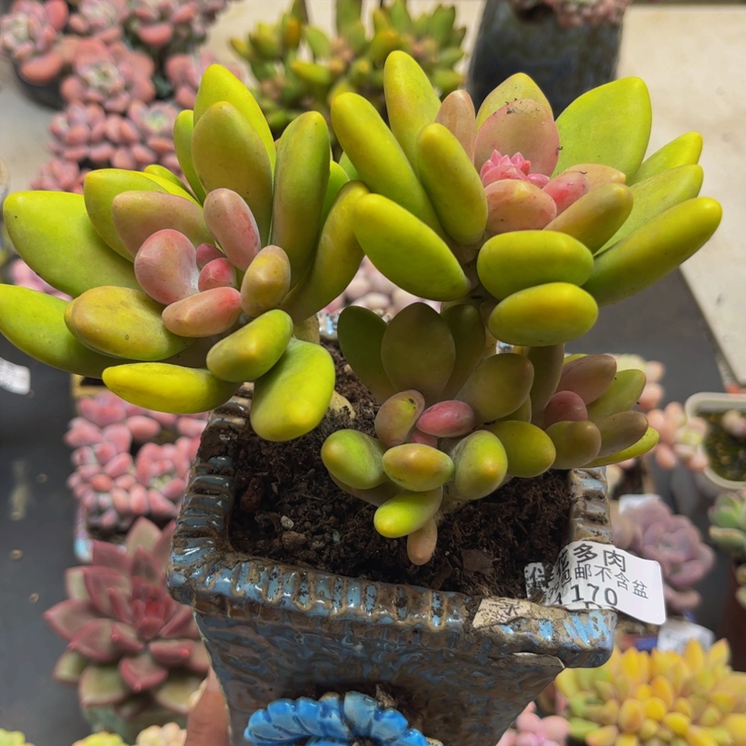 170芒果奶13cm多肉