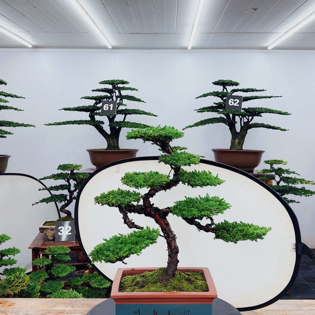 无花朵000000000000000