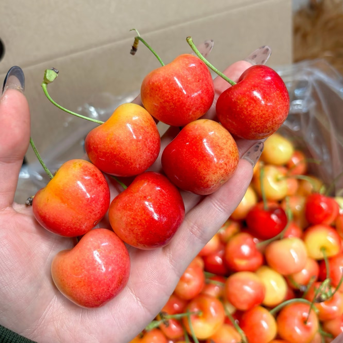 智利海运JJ皇家雷尼尔黄车厘子脆甜口2斤～4.4斤装智利