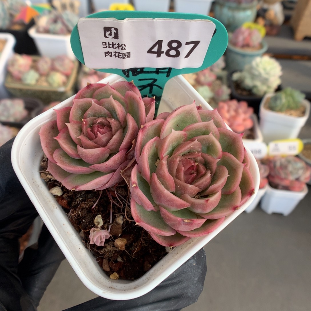 487 水晶虾饺多肉