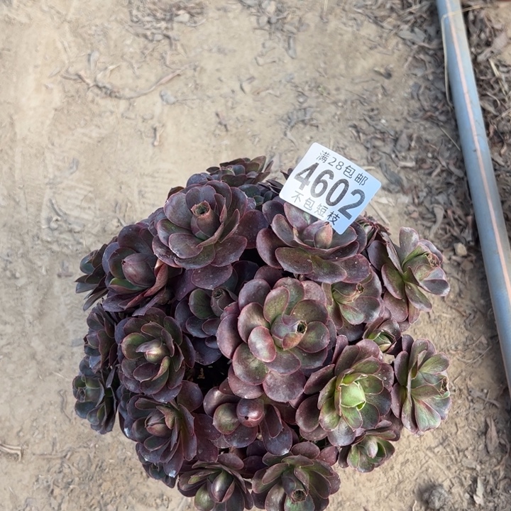 4602枚金玫瑰多肉植物法师