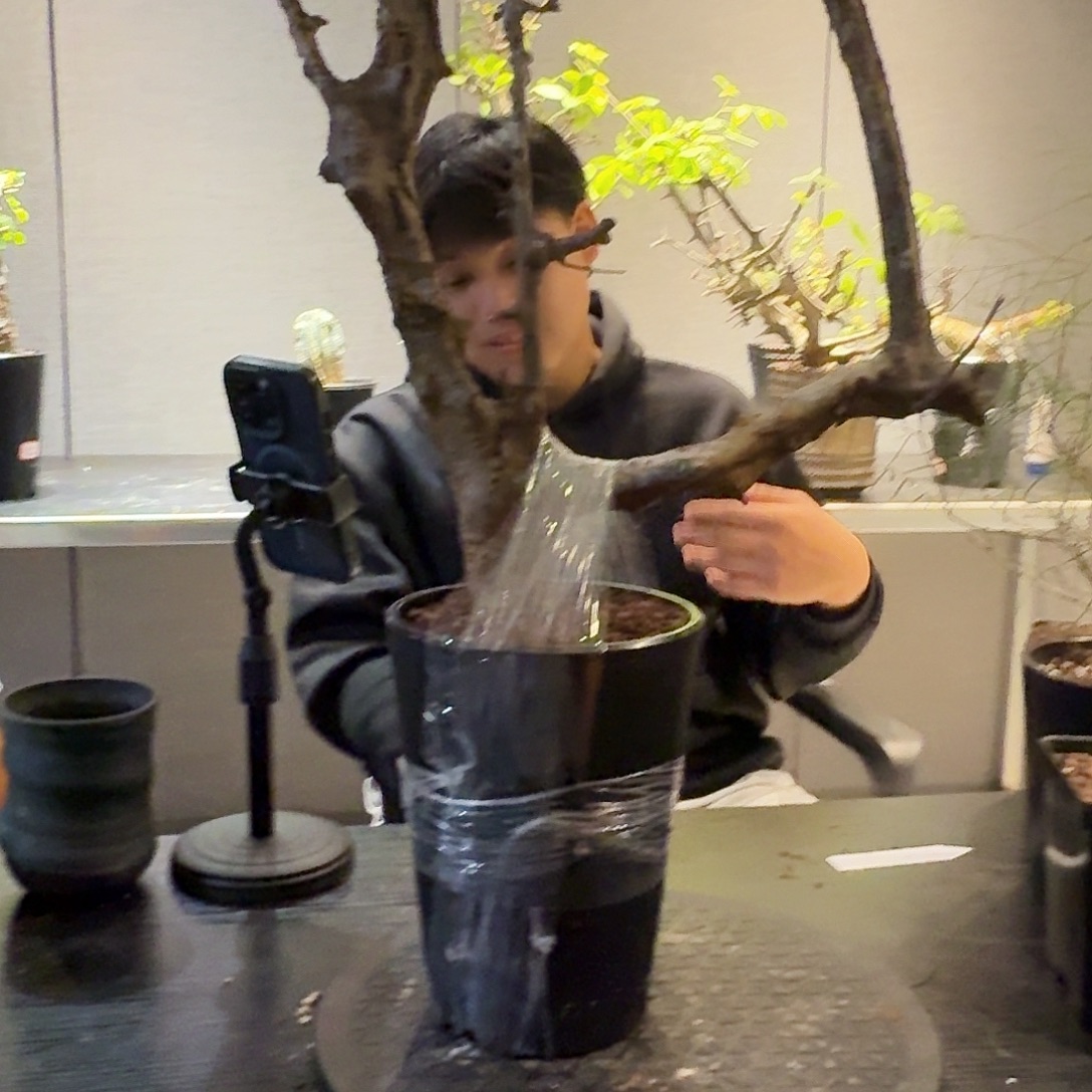 扭矩没药产地熟桩