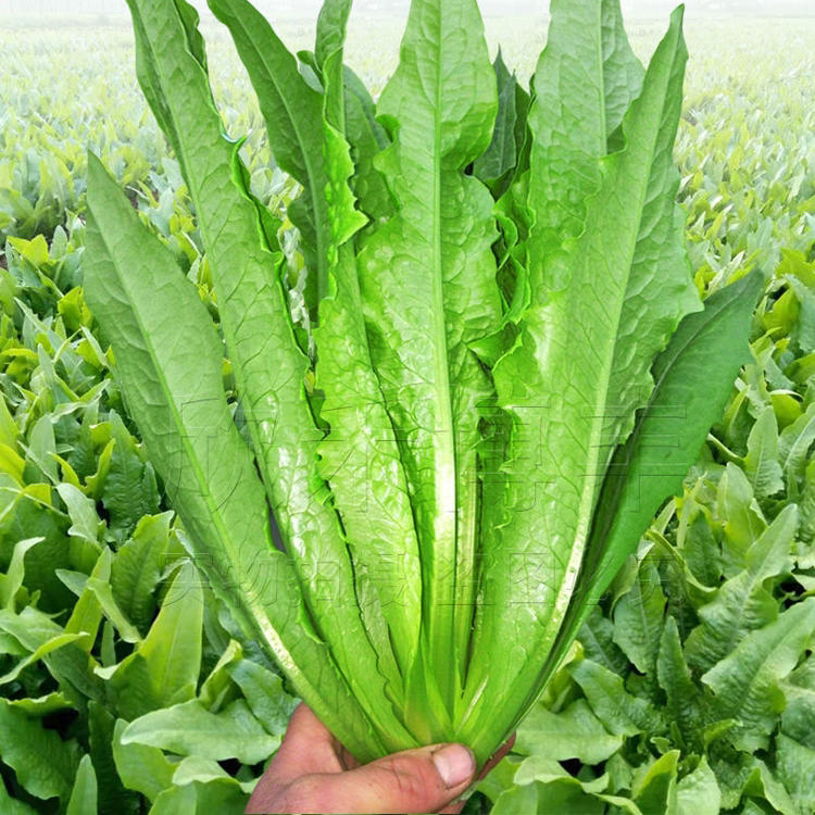 【3斤油麦菜】现拔现发 北京本地菜绿色蔬菜