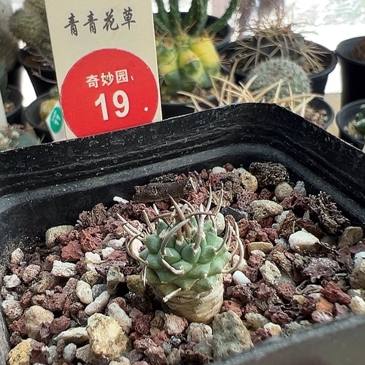 实生碳刺升龙丸娇丽1.4cm