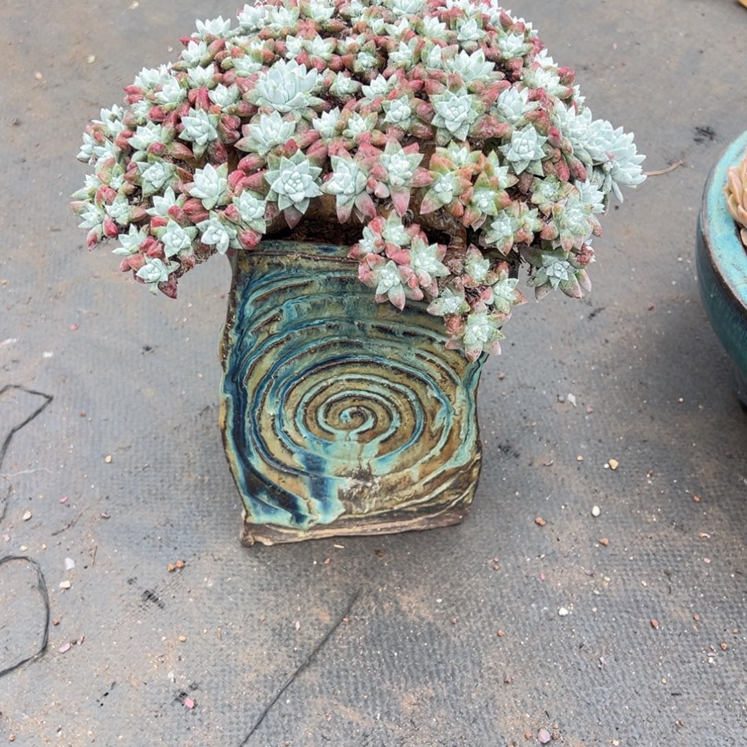 昀***一物一拍多肉植物