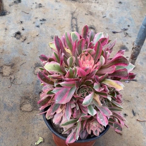 女神多肉植物028