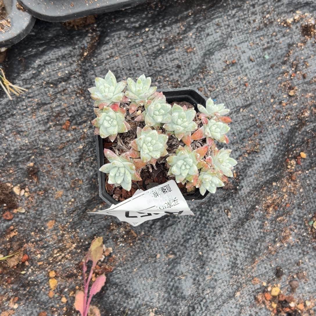 格诺玛白菊…～一物一拍857