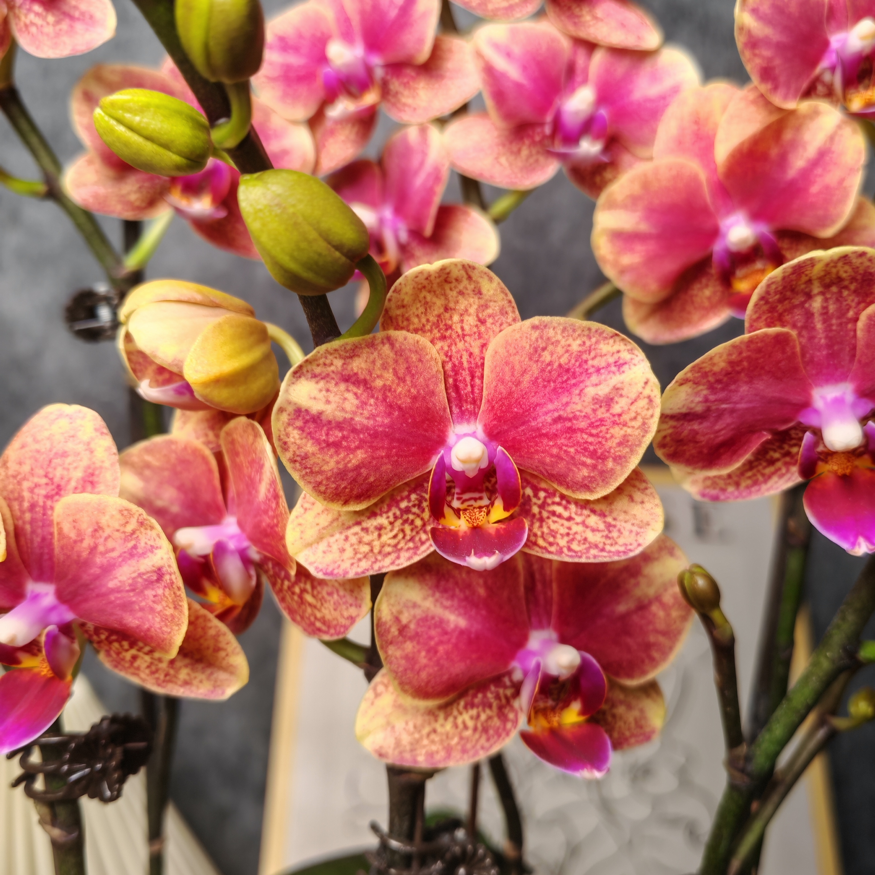 蝴蝶兰【金蝶】聚宝盆  高端礼花 室内花花  带花带花苞广州直发