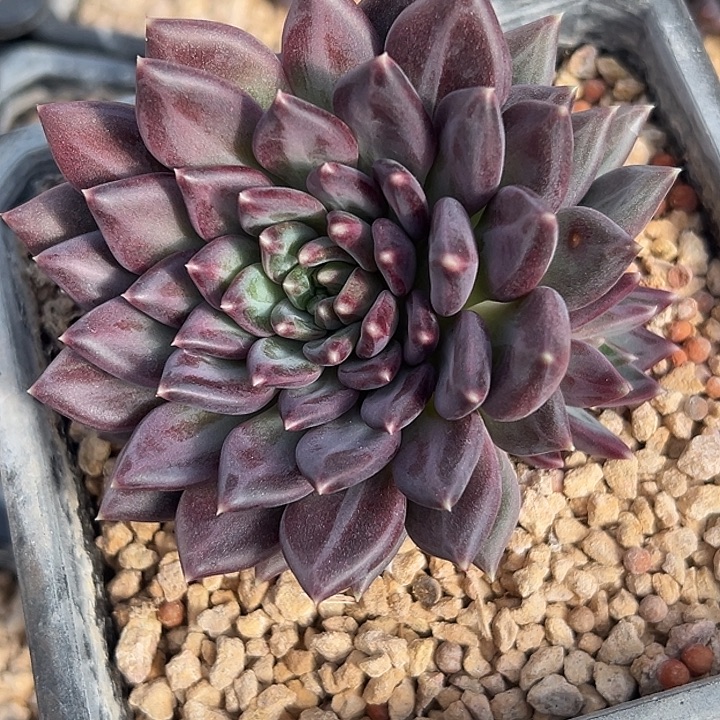 臣***下美人杂交特价一物一拍