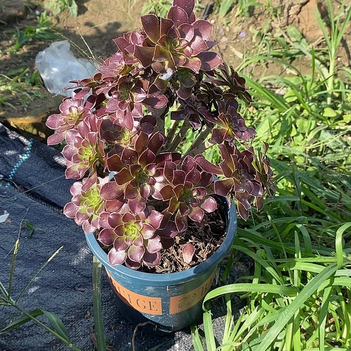 黑法65多肉植物法师法师