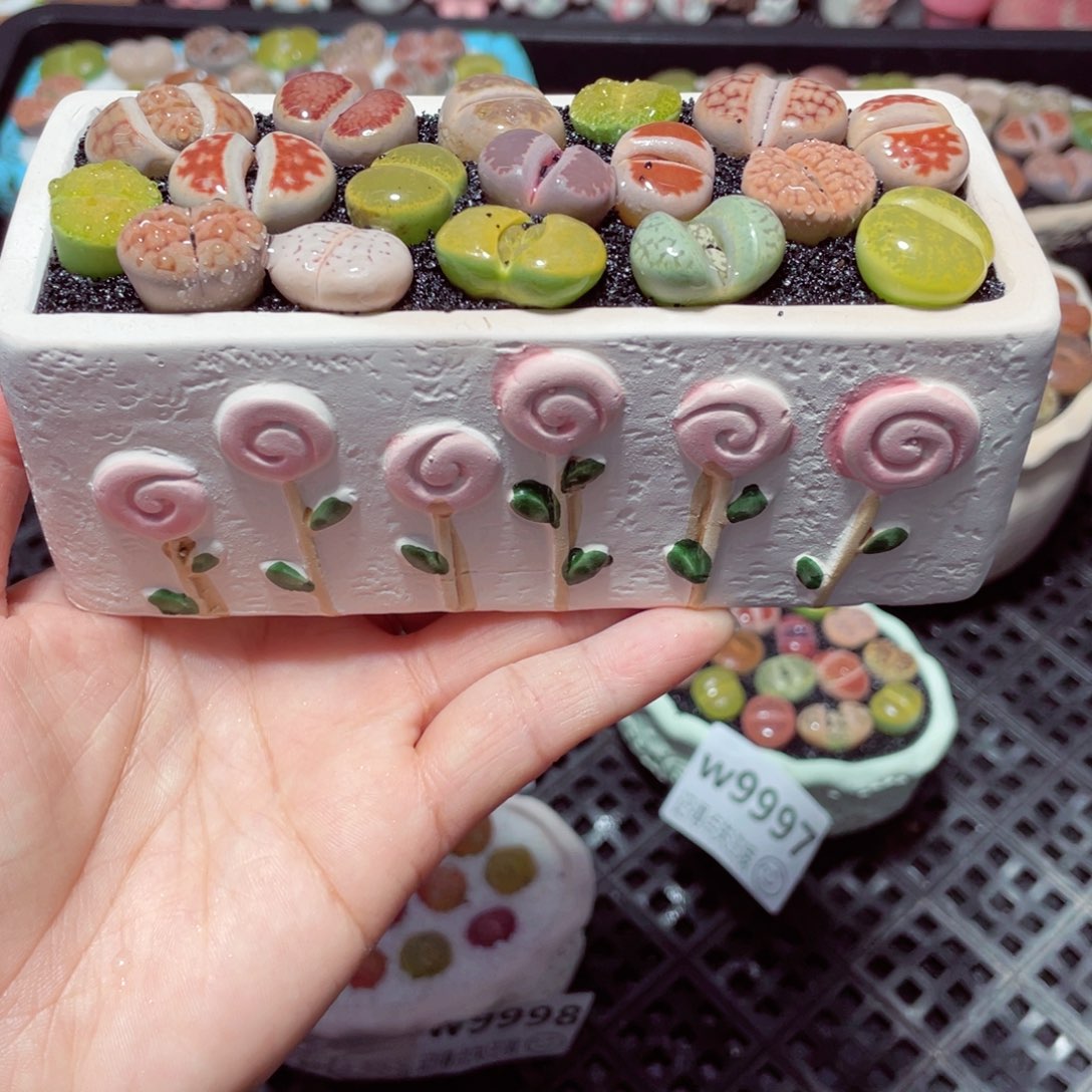 w9999 带盆土发货-零下地区拍保温箱