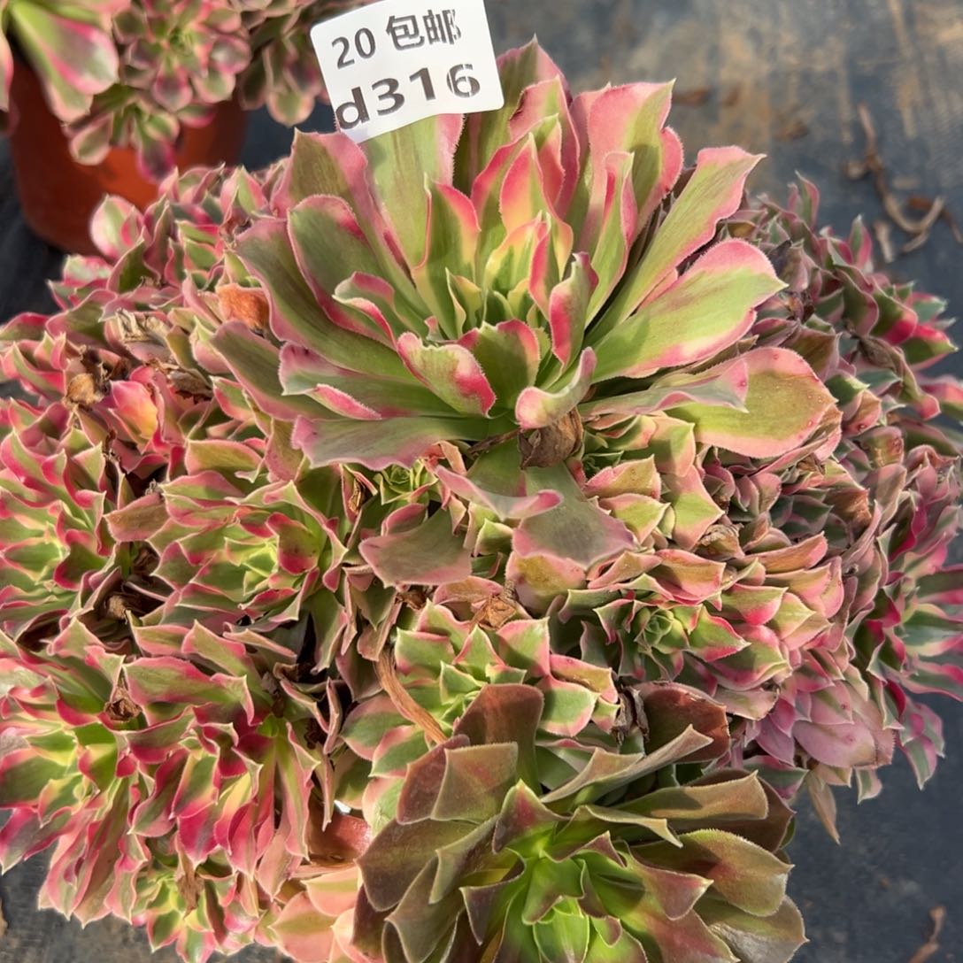 316夜罗刹，多肉法师