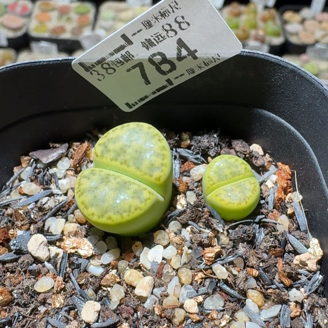 Ssss便宜清仓价784